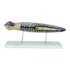 Model of Planarian